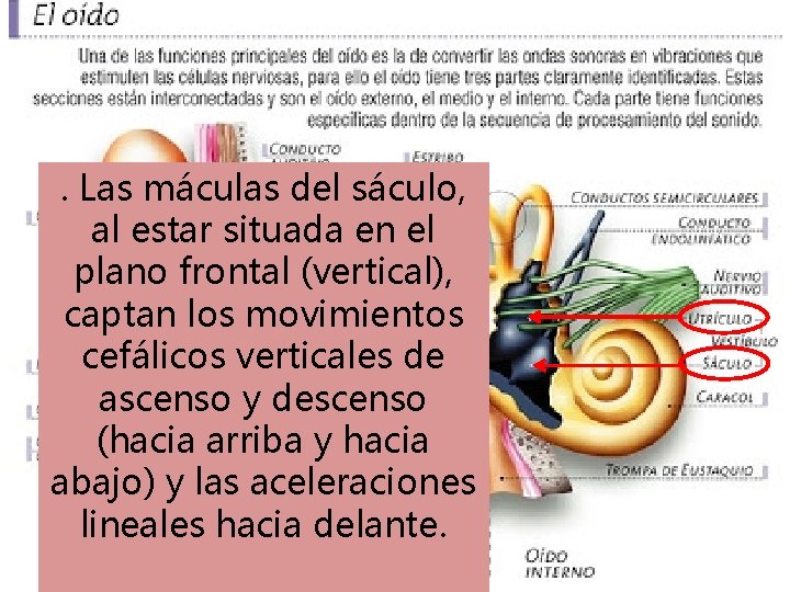 • . Las máculas utrículo, máculasdel sáculo, al estar colocadas en en el • . Las máculas utrículo, máculasdel sáculo, al estar colocadas en en el