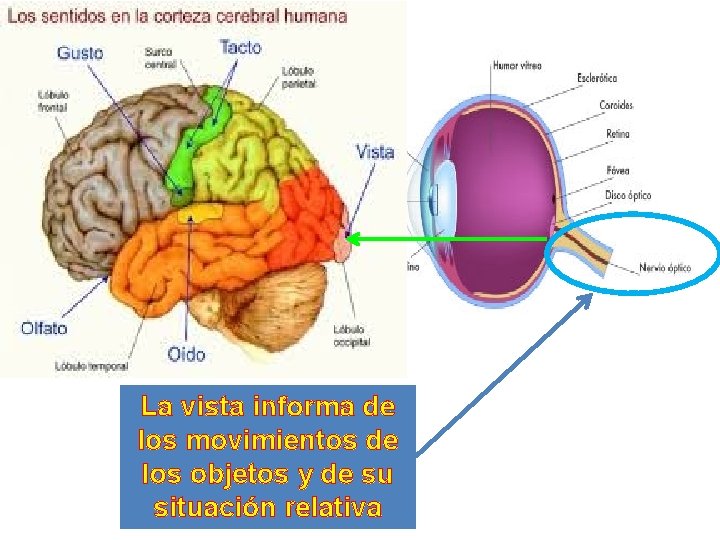 La vista informa de los movimientos de los objetos y de su situación relativa La vista informa de los movimientos de los objetos y de su situación relativa