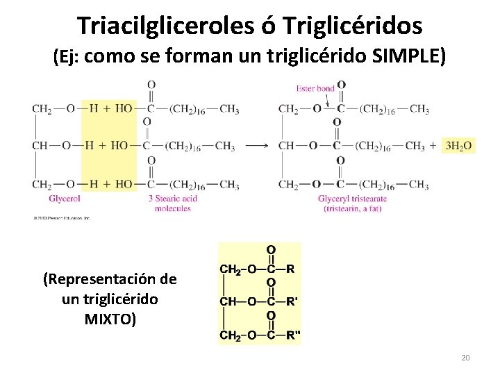 Triacilgliceroles ó Triglicéridos (Ej: como se forman un triglicérido SIMPLE) (Representación de un triglicérido