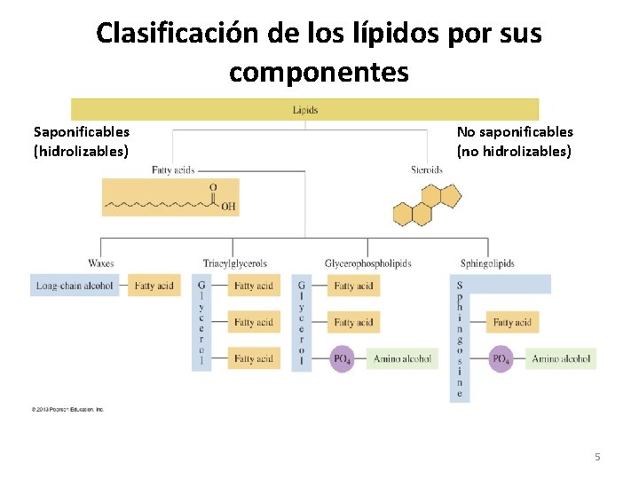 Clasificación de los lípidos por sus componentes Saponificables (hidrolizables) No saponificables (no hidrolizables) 5