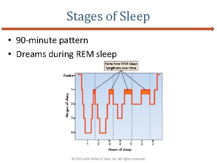 Stages of Sleep • 90 -minute pattern • Dreams during REM sleep © 2014