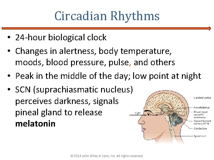 Circadian Rhythms • 24 -hour biological clock • Changes in alertness, body temperature, moods,