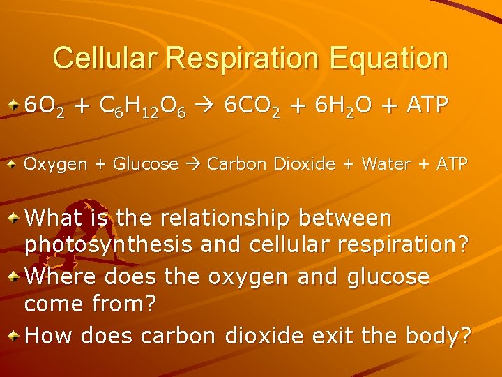 Cellular Respiration Equation 6 O 2 + C 6 H 12 O 6 6