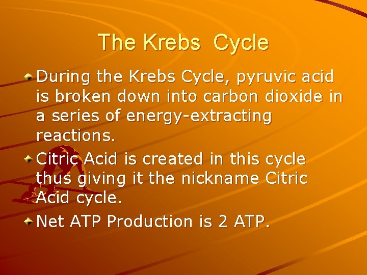 The Krebs Cycle During the Krebs Cycle, pyruvic acid is broken down into carbon