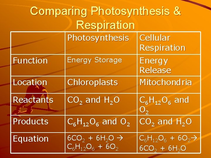 Comparing Photosynthesis & Respiration Photosynthesis Cellular Respiration Function Energy Storage Location Chloroplasts Energy Release