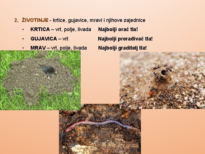 2. ŽIVOTINJE - krtice, gujavice, mravi i njihove zajednice • KRTICA – vrt, polje,