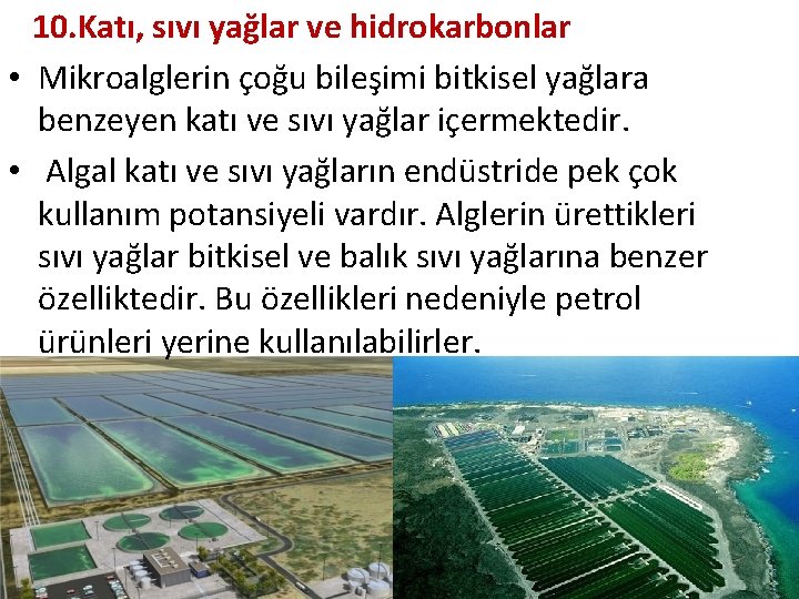 10. Katı, sıvı yağlar ve hidrokarbonlar • Mikroalglerin çoğu bileşimi bitkisel yağlara benzeyen katı