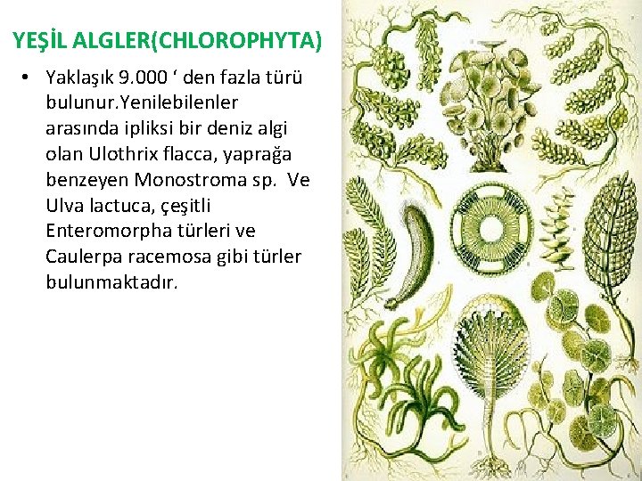 YEŞİL ALGLER(CHLOROPHYTA) • Yaklaşık 9. 000 ‘ den fazla türü bulunur. Yenilebilenler arasında ipliksi