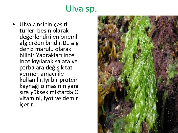 Ulva sp. • Ulva cinsinin çeşitli türleri besin olarak değerlendirilen önemli alglerden biridir. Bu