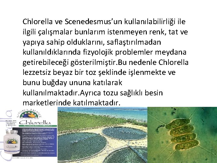 Chlorella ve Scenedesmus’un kullanılabilirliği ile ilgili çalışmalar bunlarım istenmeyen renk, tat ve yapıya sahip