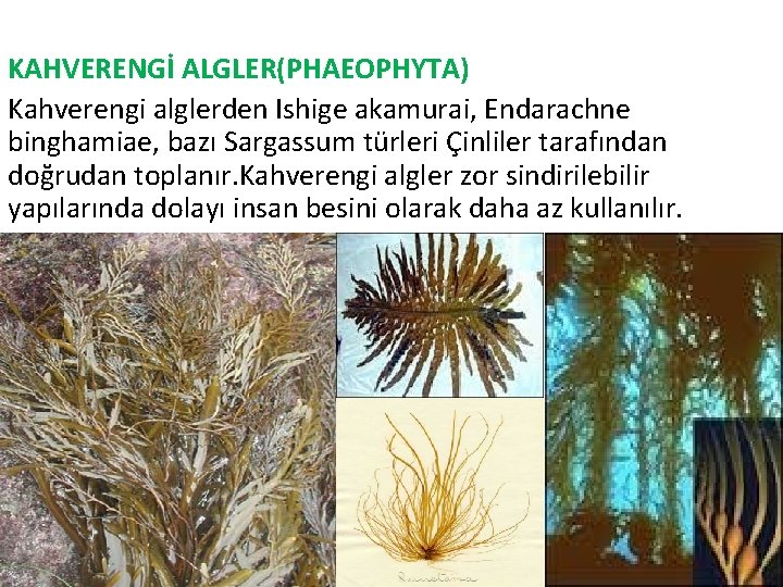 KAHVERENGİ ALGLER(PHAEOPHYTA) Kahverengi alglerden Ishige akamurai, Endarachne binghamiae, bazı Sargassum türleri Çinliler tarafından doğrudan