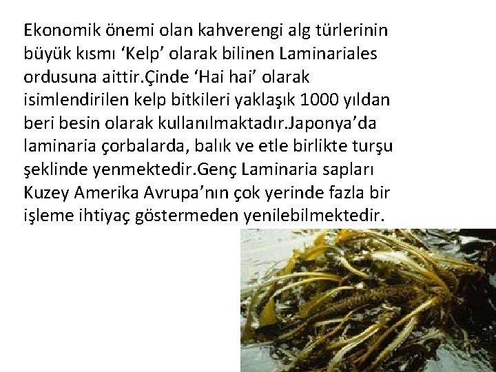Ekonomik önemi olan kahverengi alg türlerinin büyük kısmı ‘Kelp’ olarak bilinen Laminariales ordusuna aittir.