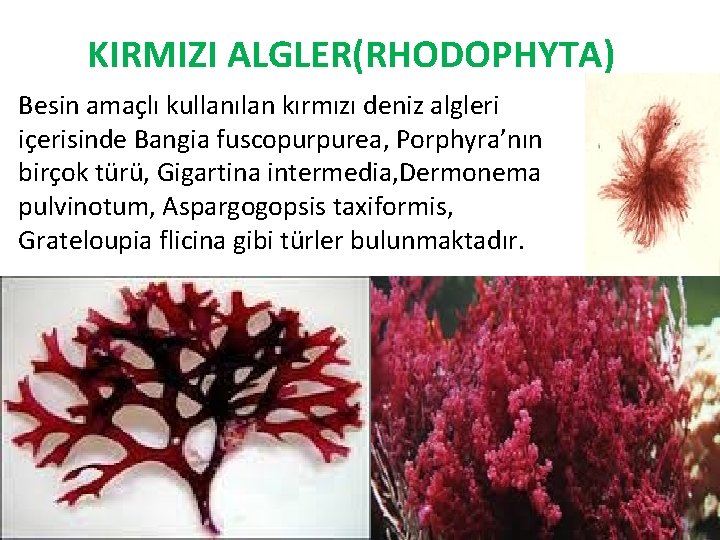 KIRMIZI ALGLER(RHODOPHYTA) Besin amaçlı kullanılan kırmızı deniz algleri içerisinde Bangia fuscopurpurea, Porphyra’nın birçok türü,
