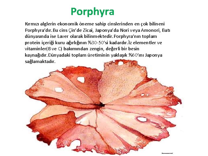 Porphyra Kırmızı alglerin ekonomik öneme sahip cinslerinden en çok bilineni Porphyra’dır. Bu cins Çin’de