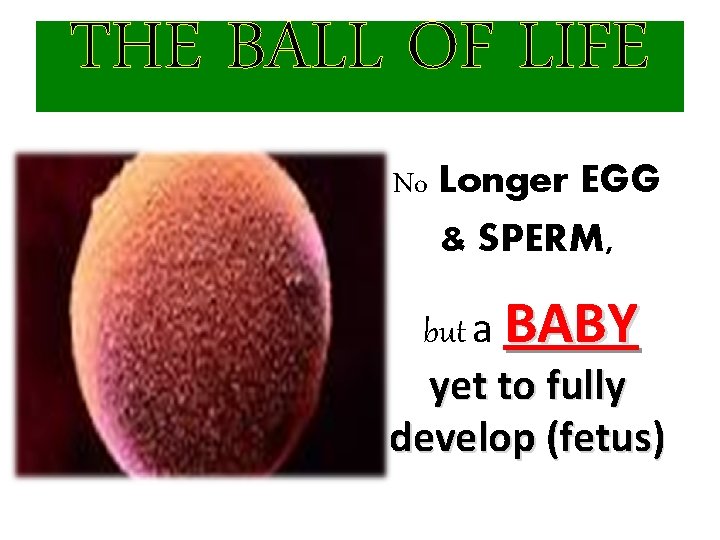 THE BALL OF LIFE No Longer EGG & SPERM, but a BABY yet to