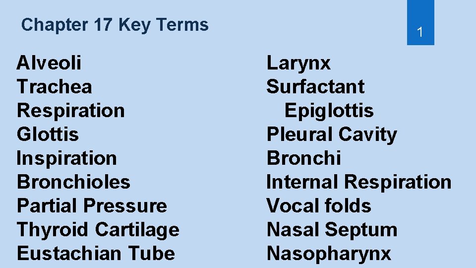 Chapter 17 Key Terms Alveoli Trachea Respiration Glottis Inspiration Bronchioles Partial Pressure Thyroid Cartilage Chapter 17 Key Terms Alveoli Trachea Respiration Glottis Inspiration Bronchioles Partial Pressure Thyroid Cartilage