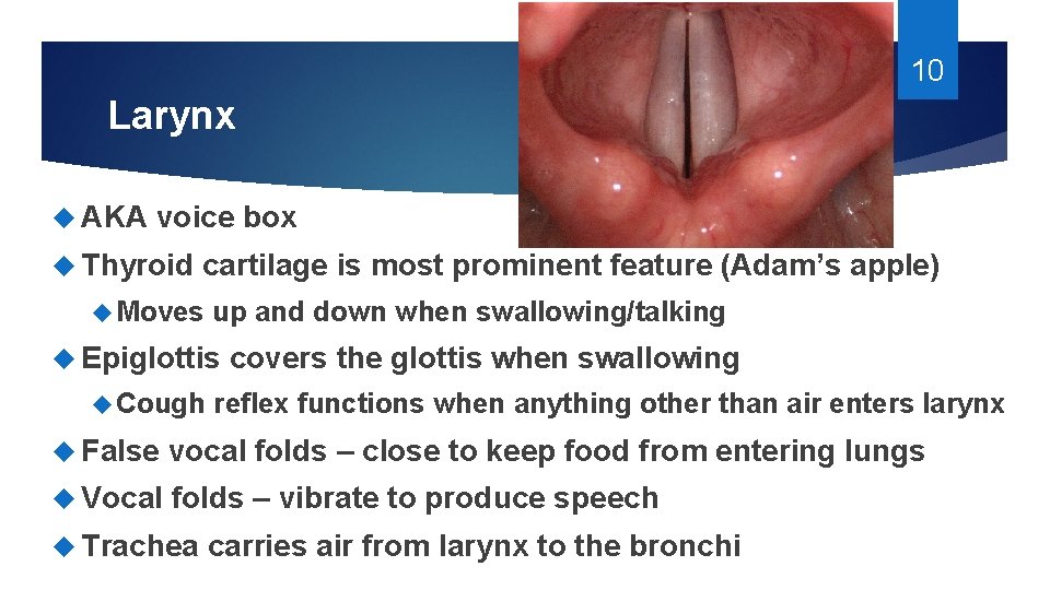 10 Larynx AKA voice box Thyroid cartilage is most prominent feature (Adam’s apple) Moves 10 Larynx AKA voice box Thyroid cartilage is most prominent feature (Adam’s apple) Moves