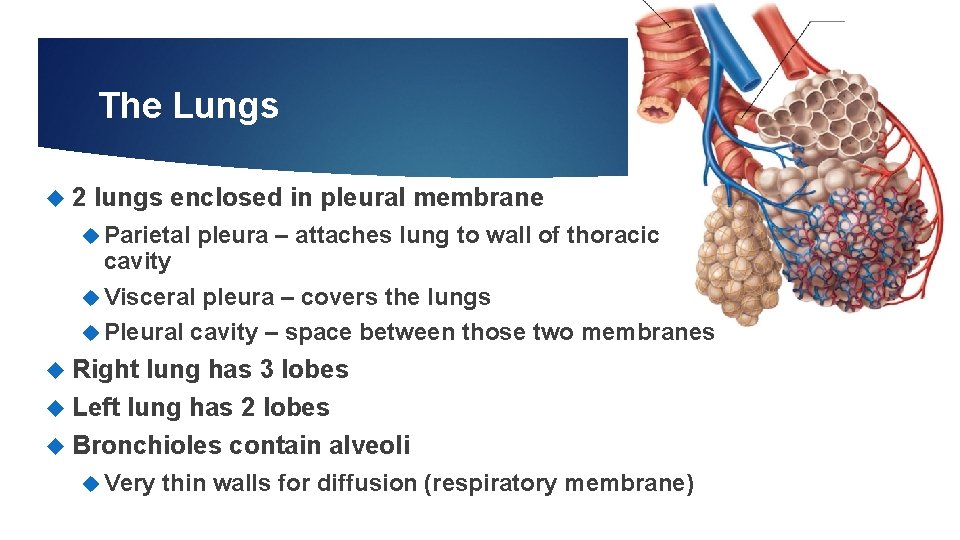 12 The Lungs 2 lungs enclosed in pleural membrane Parietal pleura – attaches lung 12 The Lungs 2 lungs enclosed in pleural membrane Parietal pleura – attaches lung