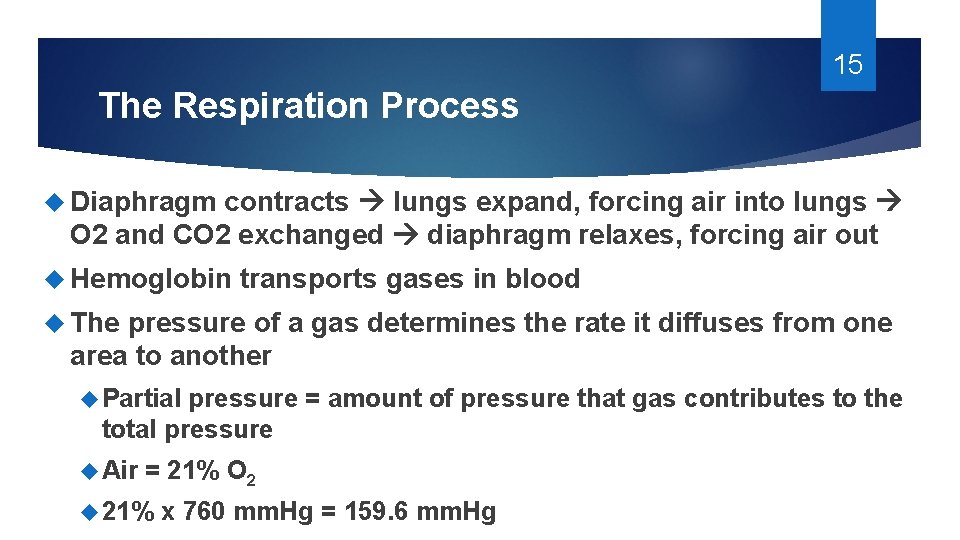 15 The Respiration Process Diaphragm contracts lungs expand, forcing air into lungs O 2 15 The Respiration Process Diaphragm contracts lungs expand, forcing air into lungs O 2