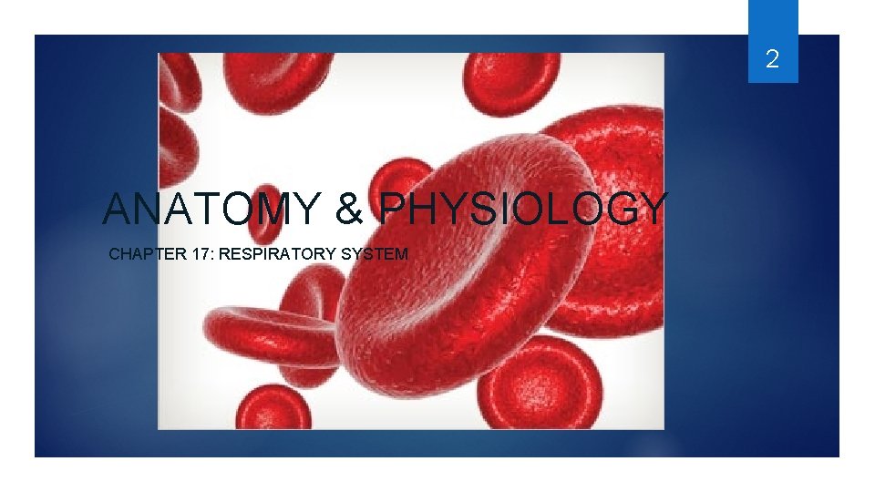 2 ANATOMY & PHYSIOLOGY CHAPTER 17: RESPIRATORY SYSTEM 2 ANATOMY & PHYSIOLOGY CHAPTER 17: RESPIRATORY SYSTEM