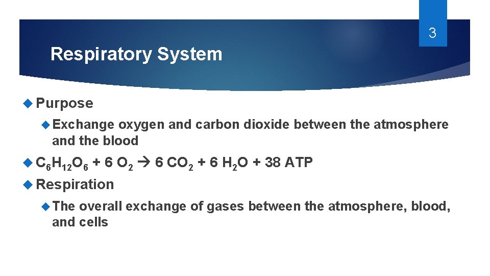 3 Respiratory System Purpose Exchange oxygen and carbon dioxide between the atmosphere and the 3 Respiratory System Purpose Exchange oxygen and carbon dioxide between the atmosphere and the