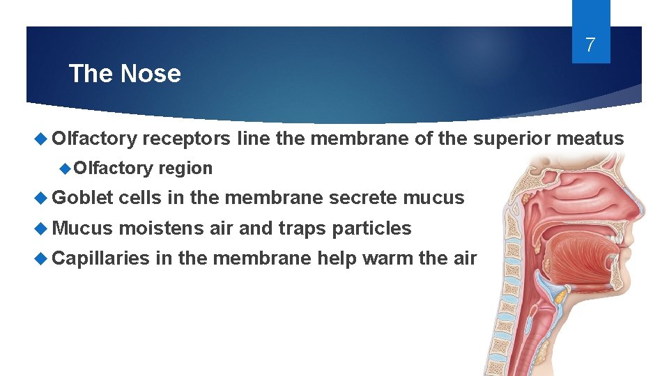 7 The Nose Olfactory receptors line the membrane of the superior meatus Olfactory region 7 The Nose Olfactory receptors line the membrane of the superior meatus Olfactory region