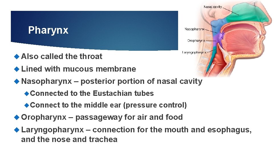 9 Pharynx Also called the throat Lined with mucous membrane Nasopharynx Connected Connect – 9 Pharynx Also called the throat Lined with mucous membrane Nasopharynx Connected Connect –