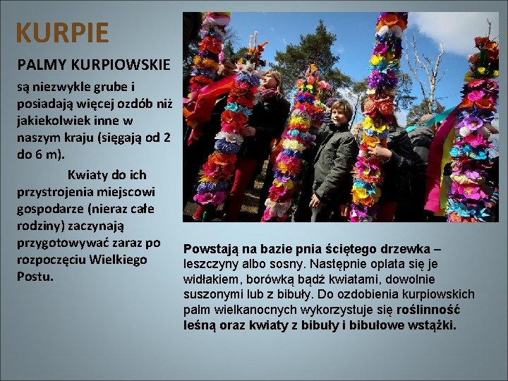 KURPIE PALMY KURPIOWSKIE są niezwykle grube i posiadają więcej ozdób niż jakiekolwiek inne w