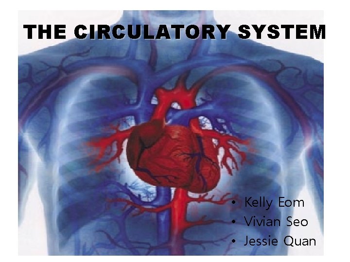 THE CIRCULATORY SYSTEM • Kelly Eom • Vivian Seo • Jessie Quan 