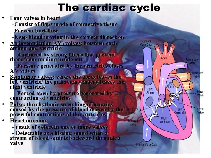 The cardiac cycle • Four valves in heart -Consist of flaps made of connective