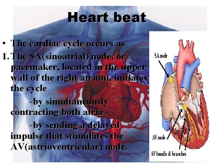 Heart beat • The cardiac cycle occurs as 1. The SA(sinoatrial) node, or pacemaker,