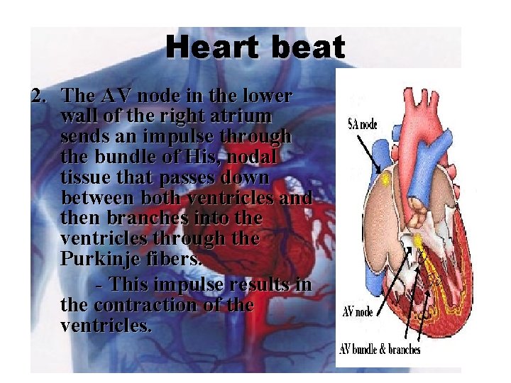 Heart beat 2. The AV node in the lower wall of the right atrium