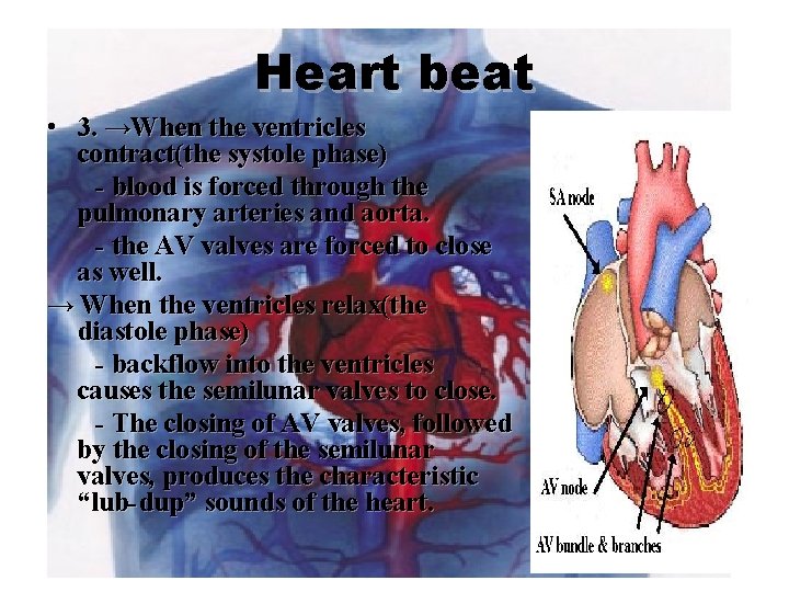 Heart beat • 3. →When the ventricles contract(the systole phase) - blood is forced