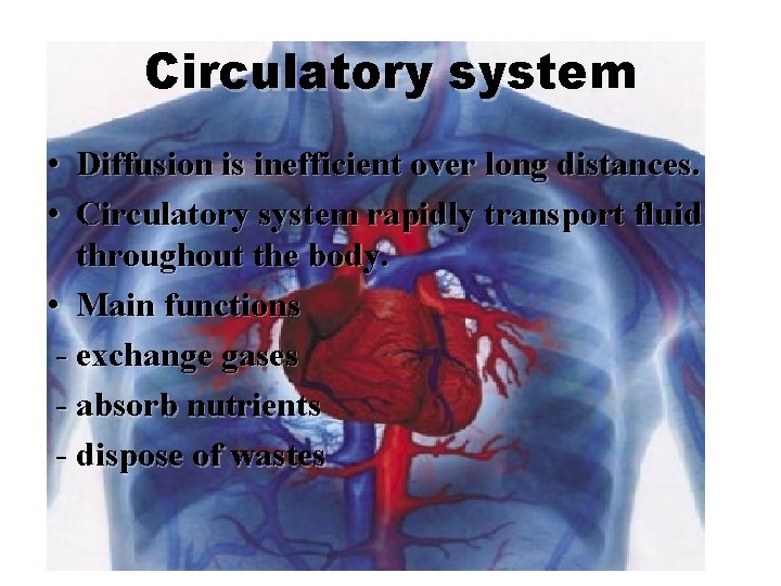 Circulatory system • Diffusion is inefficient over long distances. • Circulatory system rapidly transport