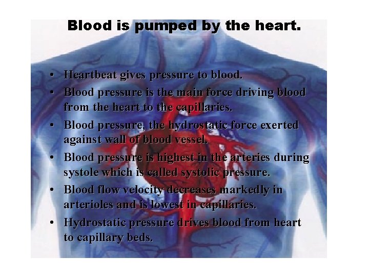 Blood is pumped by the heart. • Heartbeat gives pressure to blood. • Blood