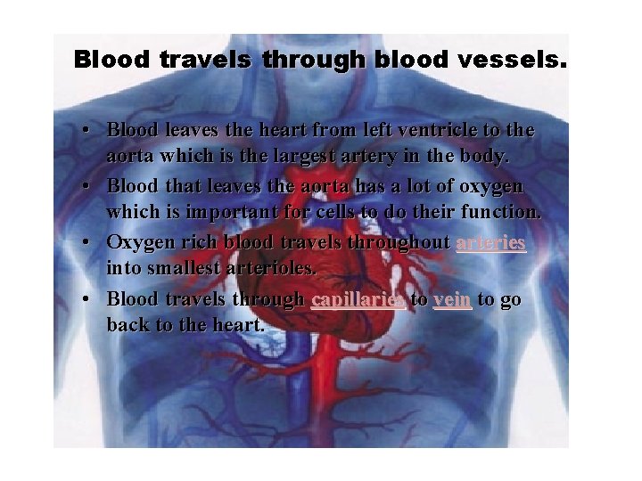 Blood travels through blood vessels. • Blood leaves the heart from left ventricle to