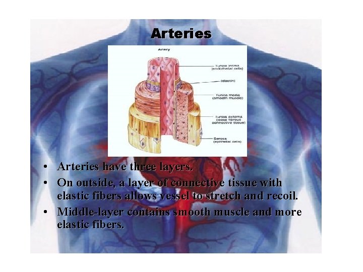 Arteries • Arteries have three layers. • On outside, a layer of connective tissue
