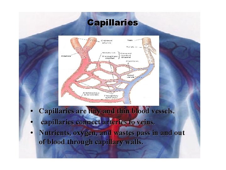 Capillaries • Capillaries are tiny and thin blood vessels. • capillaries connect arteries to