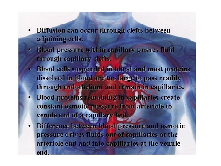  • Diffusion can occur through clefts between adjoining cells. • Blood pressure within