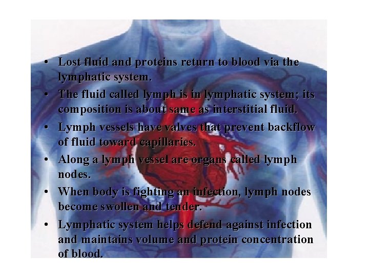  • Lost fluid and proteins return to blood via the lymphatic system. •