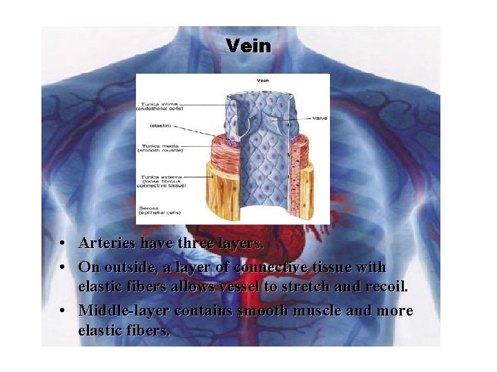 Vein • Arteries have three layers. • On outside, a layer of connective tissue