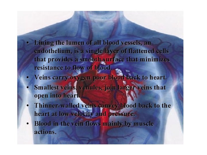  • Lining the lumen of all blood vessels, an endothelium, is a single