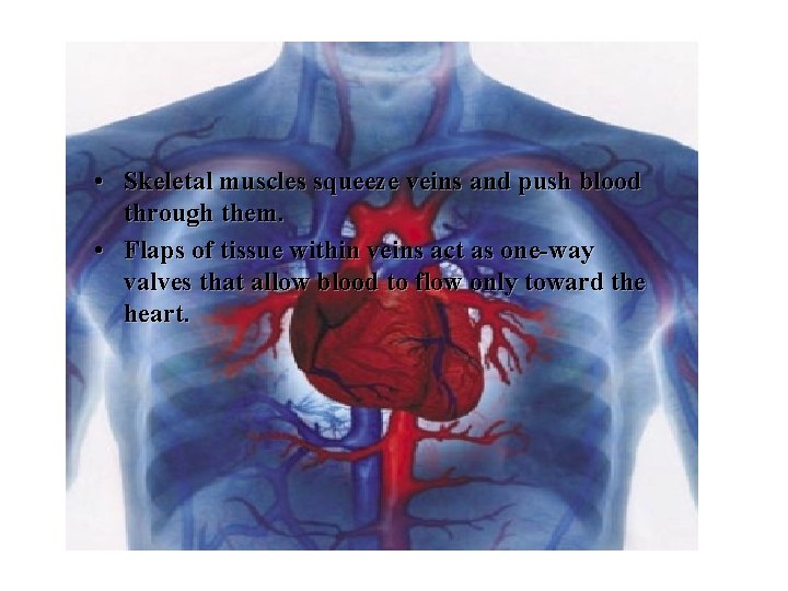  • Skeletal muscles squeeze veins and push blood through them. • Flaps of