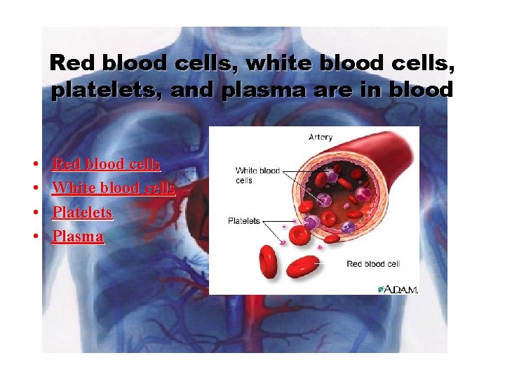 Red blood cells, white blood cells, platelets, and plasma are in blood • •