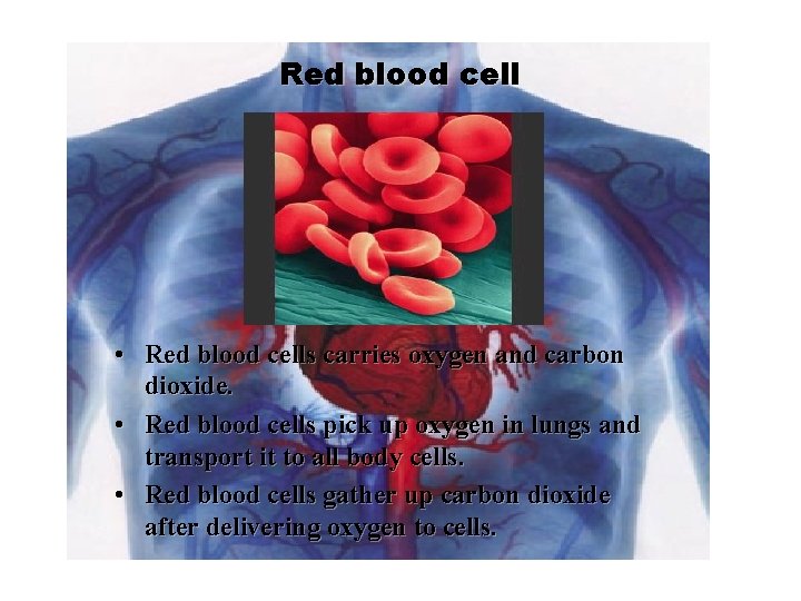 Red blood cell • Red blood cells carries oxygen and carbon dioxide. • Red
