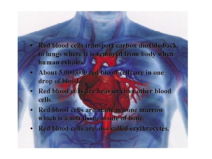  • Red blood cells transport carbon dioxide back to lungs where it is
