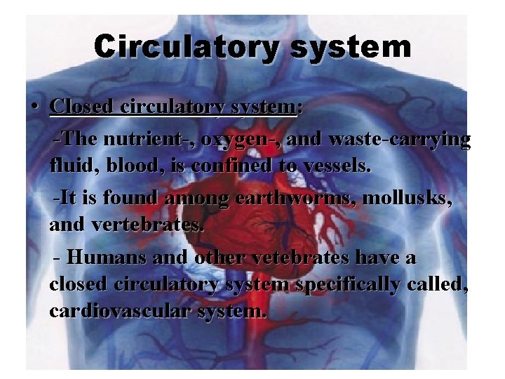 Circulatory system • Closed circulatory system: -The nutrient-, oxygen-, and waste-carrying fluid, blood, is