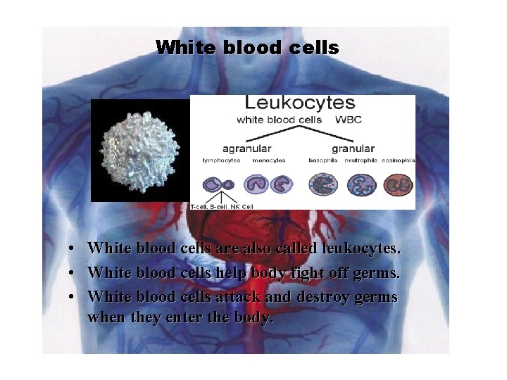 White blood cells • White blood cells are also called leukocytes. • White blood