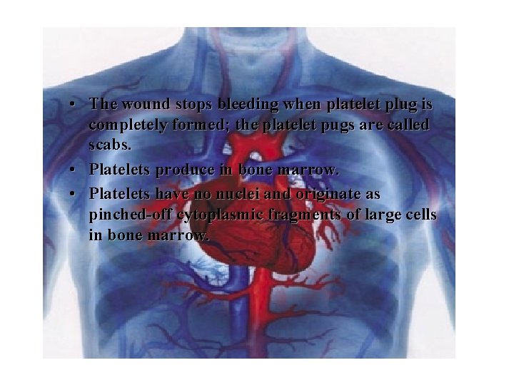  • The wound stops bleeding when platelet plug is completely formed; the platelet