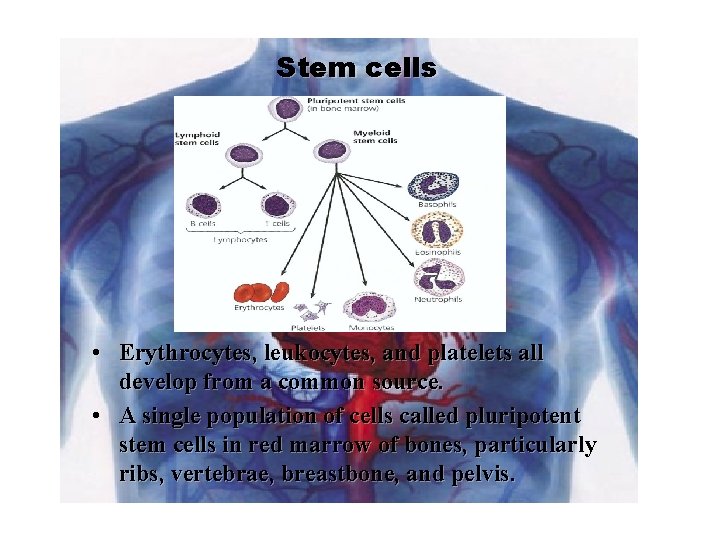 Stem cells • Erythrocytes, leukocytes, and platelets all develop from a common source. •